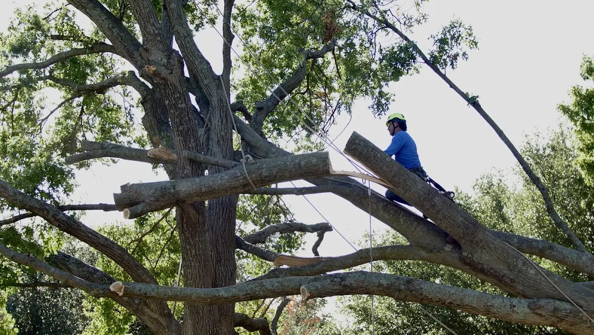Professional Crown Thinning performed by certified arborists in Big Springs